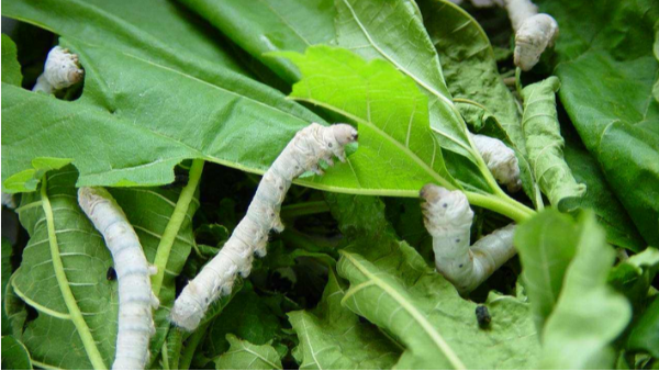 蠶室的除濕機要怎麽選擇？